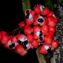 Paullinia cupana