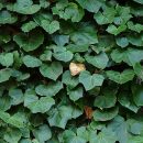 Hedera canariensis