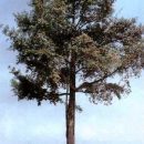 Platonia insignis