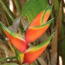 Heliconia bihai