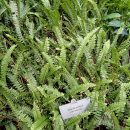 Nephrolepis pectinata