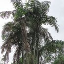 Oenocarpus minor