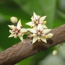 Theobroma cacao
