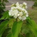 Dombeya natalensis