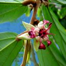 Theobroma grandiflorum