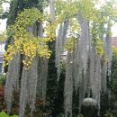 Tillandsia usneoides