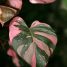 Philodendron erubescens