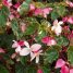 Begonia coccinea