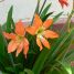 Hippeastrum puniceum