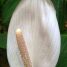 Spathiphyllum cannifolium