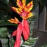 Aechmea chantinii