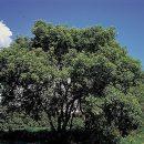 Acer negundo