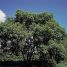 Acer negundo