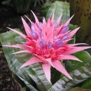 Aechmea fasciata