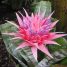 Aechmea fasciata