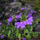 Scaevola aemula