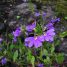 Scaevola aemula