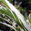 Alpinia sanderae