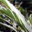 Alpinia sanderae
