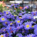 Aster amellus