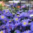 Aster amellus