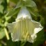 Cobaea scandens