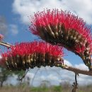 Combretum grandiflorum