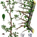 Commiphora myrrha
