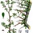 Commiphora myrrha