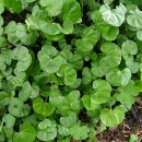 Dichondra micranta