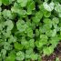 Dichondra micranta