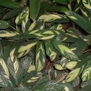 Maranta arundinacea “Variegata”