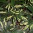 Maranta arundinacea “Variegata”