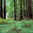 Sequoia sempervirens