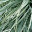 Ophiopogon jaburan “Aureo variegata”
