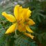 Senna polyphylla