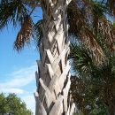Sabal palmetto