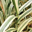 Arundo donax “Versicolor”