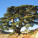 Cedrus libani