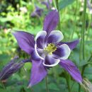 Aquilegia vulgaris
