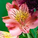Alstroemeria x hybrida