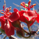 Spirotheca passifloroides