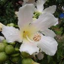 Ceiba glaziovii