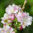 Malus domestica