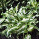 Hosta undulata