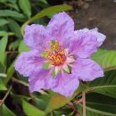 Lagerstroemia speciosa