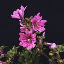 Malva sylvestris