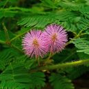 Mimosa pudica