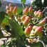 Pistacia vera