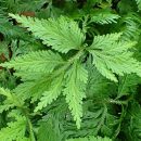 Selaginella umbrosa